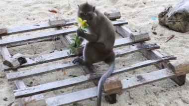 Maymun sit kum üzerinde