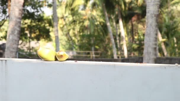 Открытый кокосовый орех лежал на солнце — стоковое видео