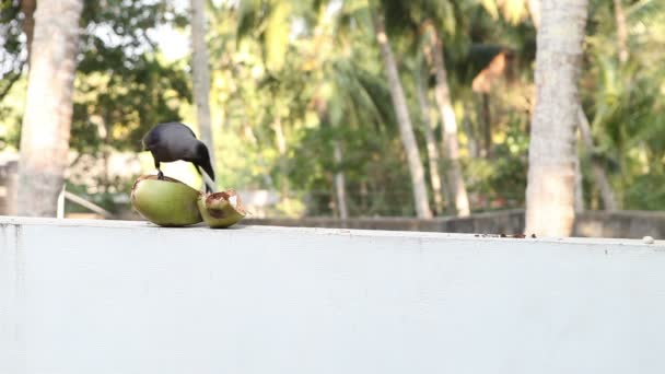 Corbeau assis près de la noix de coco — Video