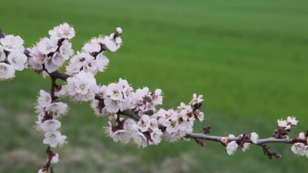 Flores de cerejeira — Vídeo de Stock