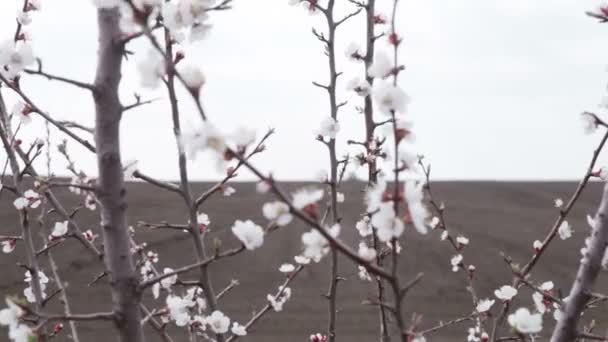 Flores de cerejeira — Vídeo de Stock