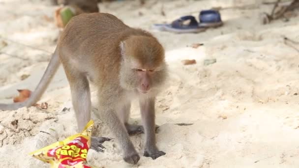 Macaco encontrar comida na praia de areia — Vídeo de Stock