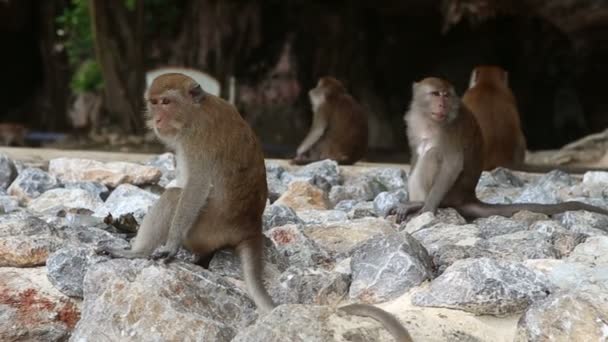 Los monos se sientan en las rocas — Vídeo de stock