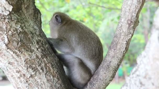 Singe assis sur l'arbre 