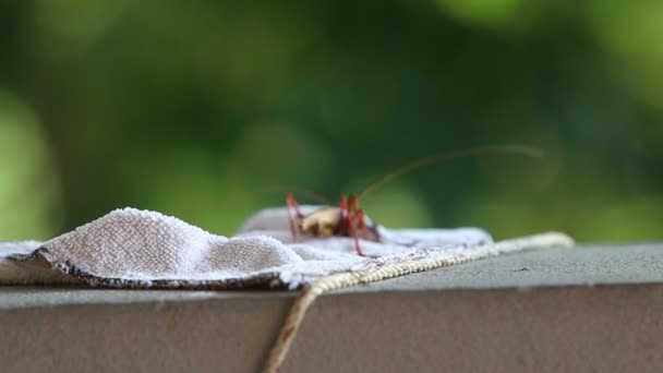 Röd locust gömmer sig — Stockvideo