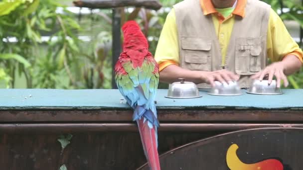 Parrot show in bird park — Stock Video