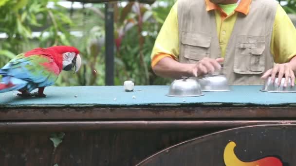 Шоу попугаев в парке птиц — стоковое видео