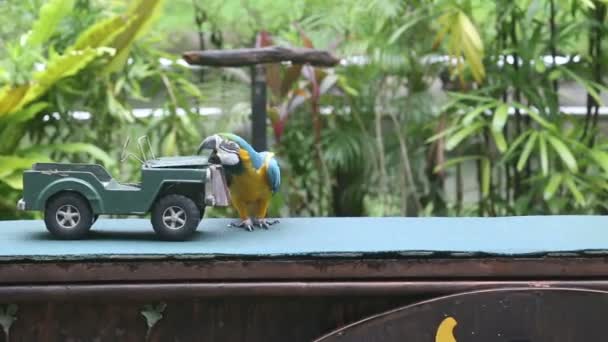 鳥公園でオウムのショー — ストック動画