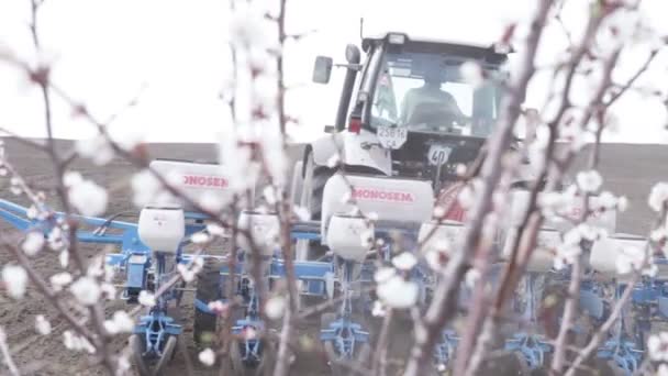 Cseresznye virágok a fekete mező — Stock videók