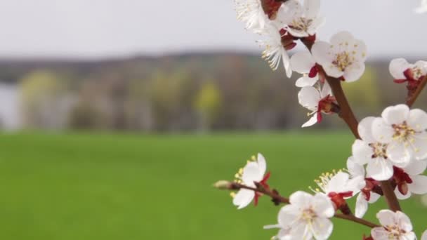 Kersenbloesem op groen veld — Stockvideo