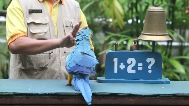 Παπαγάλος εμφάνιση στο πάρκο πουλιών — Αρχείο Βίντεο