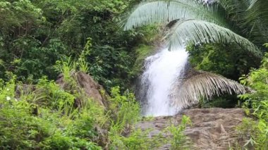 şelale, tropikal orman