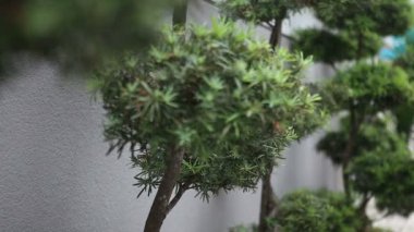 Anne ile kızı bonsai ağaçlar yakınındaki
