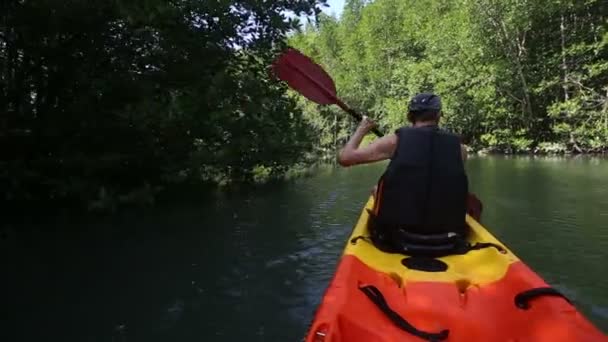 Чоловік веслує на байдарці на мангрових деревах — стокове відео