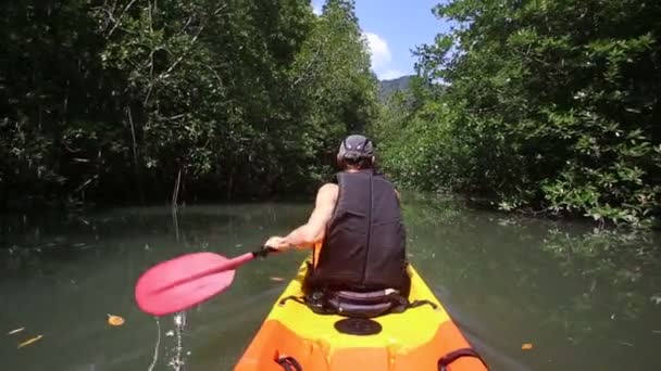 Man rodd kayak i mangroveträd — Stockvideo