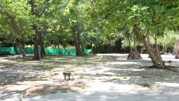 Małpa spaceru wśród drzew na plaży — Wideo stockowe