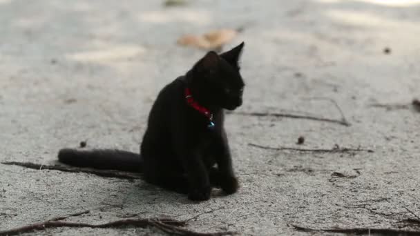 Negro gato sentado en playa — Vídeo de stock