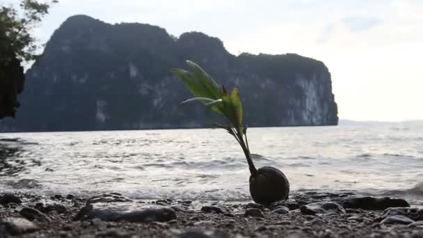 石造りの海のビーチでココナッツ — ストック動画