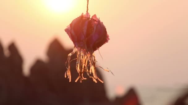 印度灯笼在日落时 — 图库视频影像
