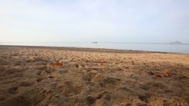 Jente på stranda – stockvideo