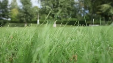 Rüzgar sallama yeşil çimen