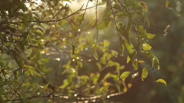 Hojas de árboles con gotas y luz — Vídeos de Stock