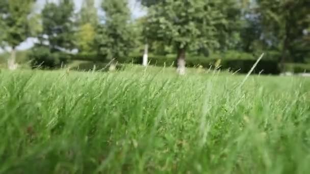 Wind schudden groen gras — Stockvideo