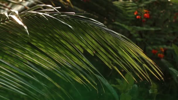 Gotas de agua en hojas de palma — Vídeos de Stock
