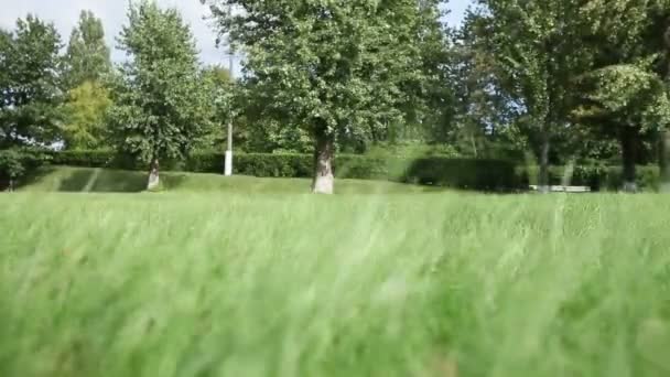 Вітер трясе зелену траву — стокове відео