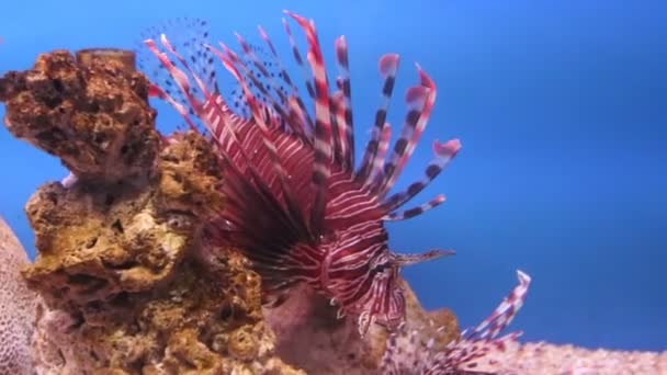 Морська риба дивної форми в акваріумі — стокове відео