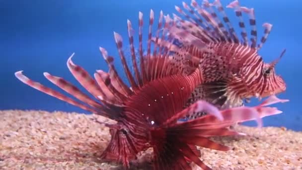 Peces marinos de muchos colores en el acuario — Vídeo de stock