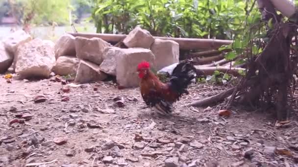 Muchos colores polla corre en el suelo — Vídeos de Stock