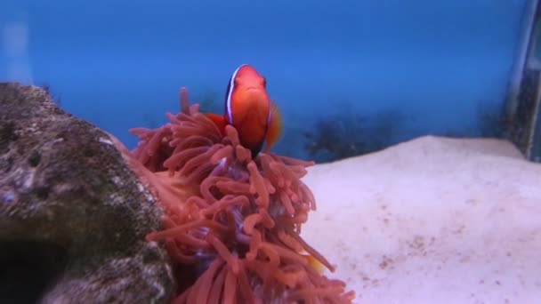 Sea fish of strange shape among corals — Stock Video
