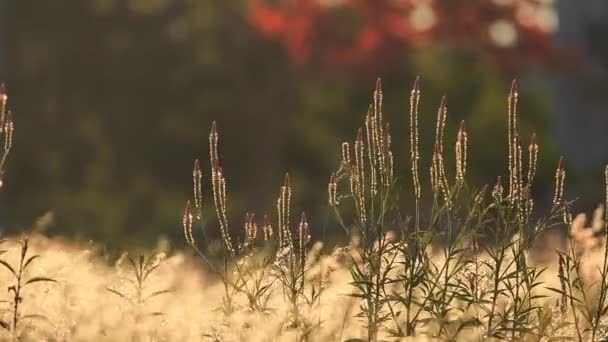 Дівчина гуляє по луговій траві — стокове відео