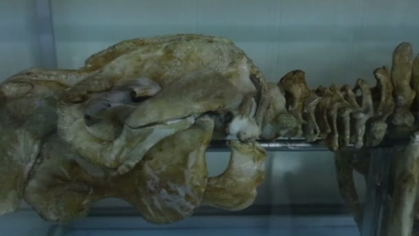 Cow-fish skeleton in oceanarium museum — ストック動画