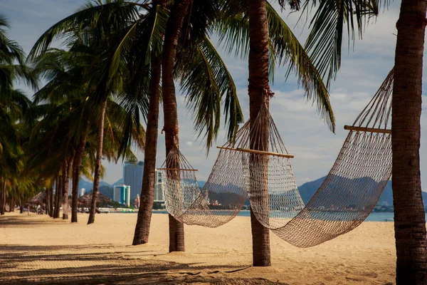 Palmiye ağaçlarının kum plaj