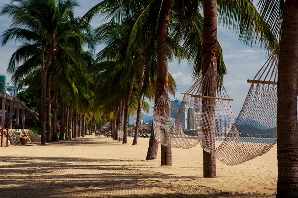 Palmiye ağaçlarının kum plaj