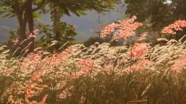 Vento treme grama florescente — Vídeo de Stock