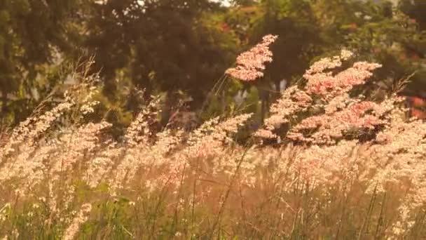 Vinden skakar blommande gräs — Stockvideo