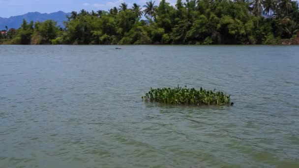 Palmeras tropicales de río — Vídeo de stock