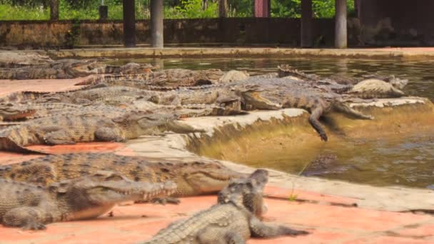 Crocodiles lie on bank of pond — Stock Video