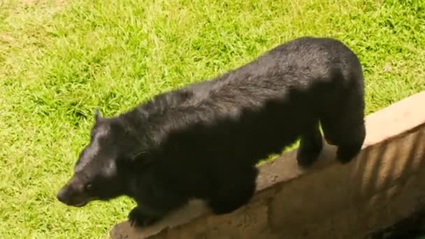 gros plan ours noir promenades 