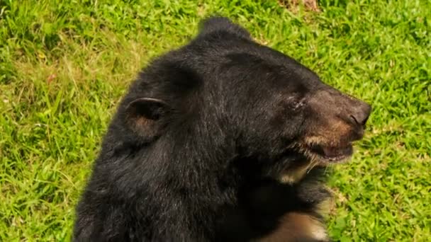 Closeup black bear — Stock Video