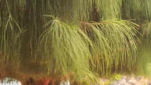 El viento sacude rama de pino tropical — Vídeo de stock