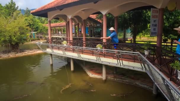 Turisté krmení krokodýlů — Stock video