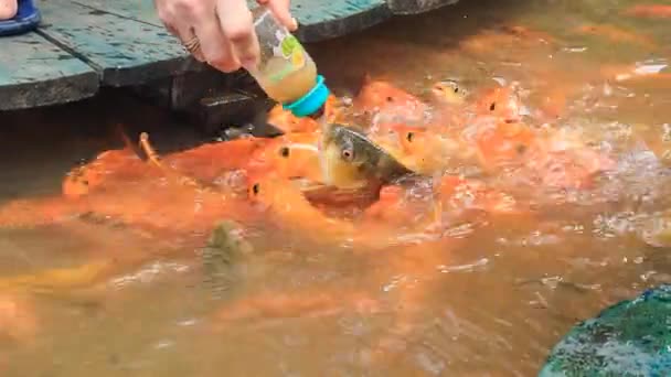 Homem alimenta peixes no parque no Vietnã — Vídeo de Stock