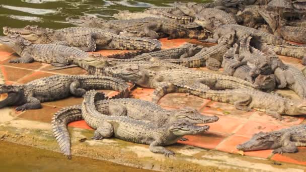 Crocodiles lie on stone bank of lake — Stock Video