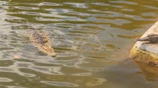 Crocodile swims in pond of crocodile farm — Stock Video