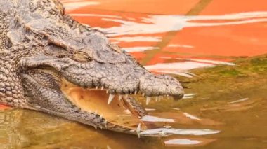 Timsah'ın baş açık çene ile