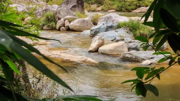 Vista del arroyo de montaña en el parque — Vídeos de Stock